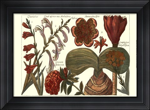 Framed Printed Arena Botanical II Print