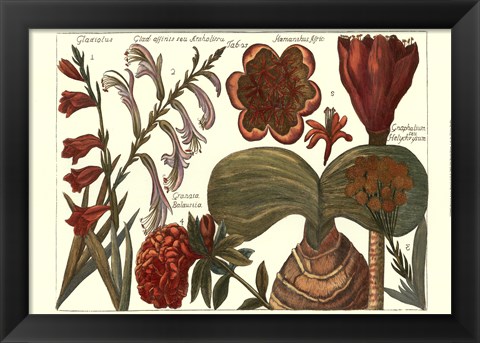 Framed Printed Arena Botanical II Print