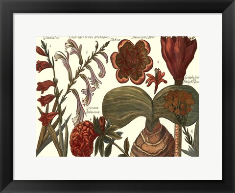 Framed Printed Arena Botanical II Print