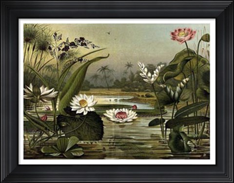 Framed Waterlillies Print