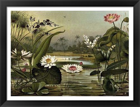 Framed Waterlillies Print