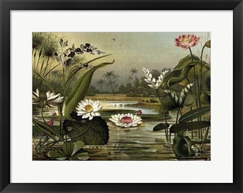 Framed Waterlillies Print