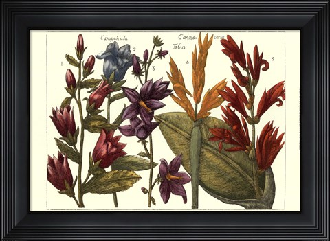 Framed Printed Arena Botanical III Print