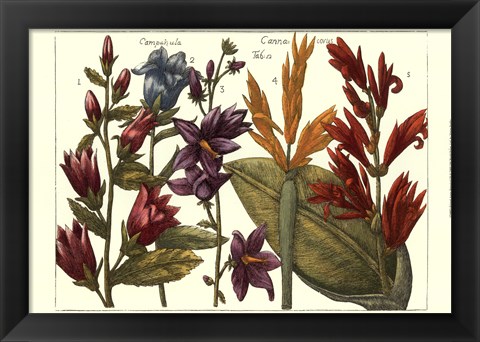 Framed Printed Arena Botanical III Print