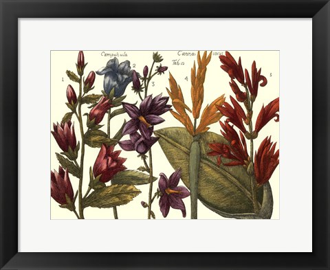 Framed Printed Arena Botanical III Print