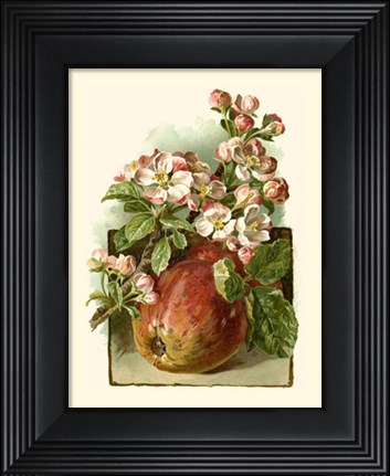 Framed Apple Blossom Print
