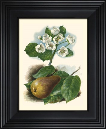 Framed Pear Blosom Print
