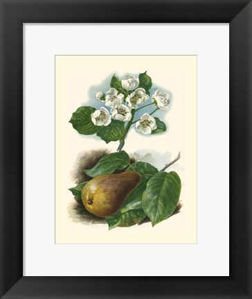Framed Pear Blosom Print