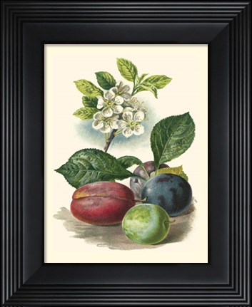 Framed Plum Blossom Print