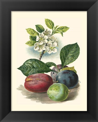 Framed Plum Blossom Print