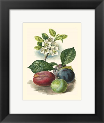 Framed Plum Blossom Print