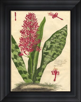 Framed Fleur De Rouge I Print