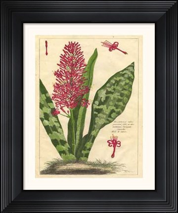 Framed Fleur De Rouge I Print