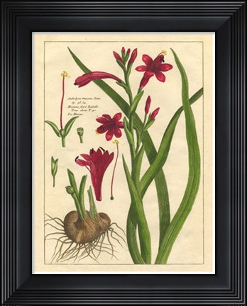 Framed Fleur De Rouge II Print