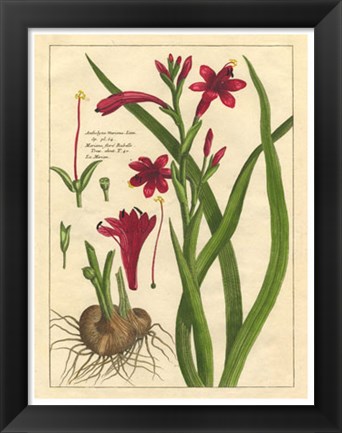 Framed Fleur De Rouge II Print