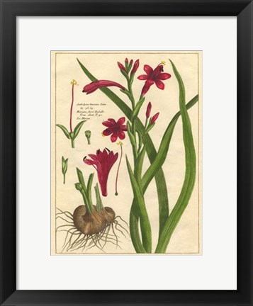 Framed Fleur De Rouge II Print