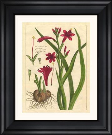 Framed Fleur De Rouge II Print