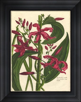 Framed Fleur De Rouge III Print