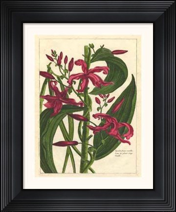 Framed Fleur De Rouge III Print