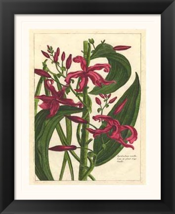 Framed Fleur De Rouge III Print