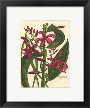 Framed Fleur De Rouge III Print