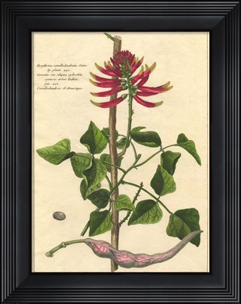 Framed Fleur De Rouge IV Print