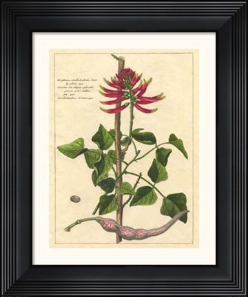 Framed Fleur De Rouge IV Print