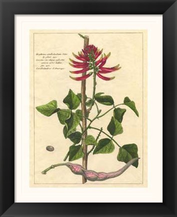 Framed Fleur De Rouge IV Print