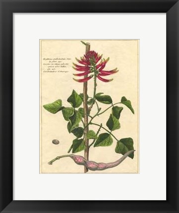 Framed Fleur De Rouge IV Print