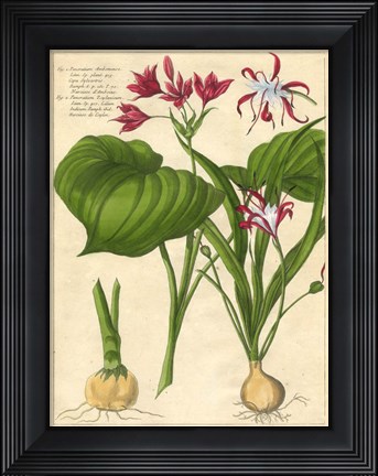 Framed Fleur De Rouge V Print