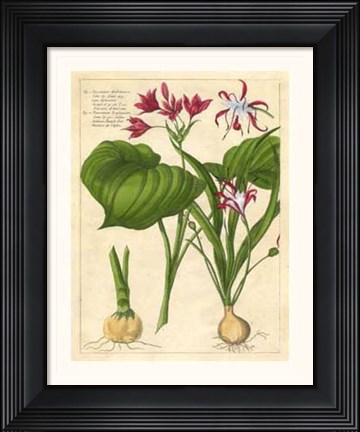 Framed Fleur De Rouge V Print
