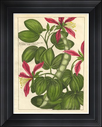 Framed Fleur De Rouge VI Print