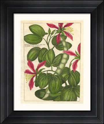 Framed Fleur De Rouge VI Print
