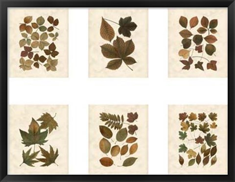 Framed Lodge Leaf Collection Print