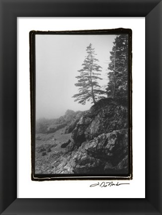 Framed Lone Tree Print