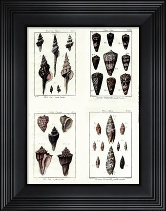Framed Miniatrue Shells Print