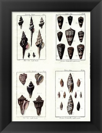 Framed Miniatrue Shells Print