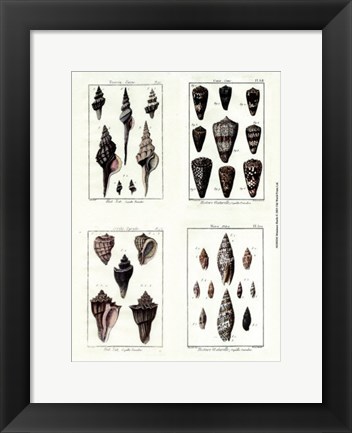 Framed Miniatrue Shells Print