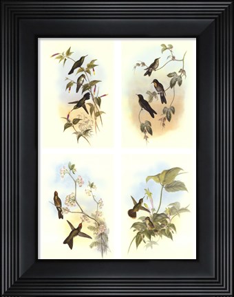 Framed Miniature Gould Hummingbirds Print