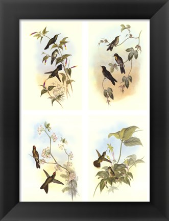 Framed Miniature Gould Hummingbirds Print