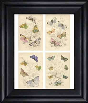 Framed Jardini Butterflies Print