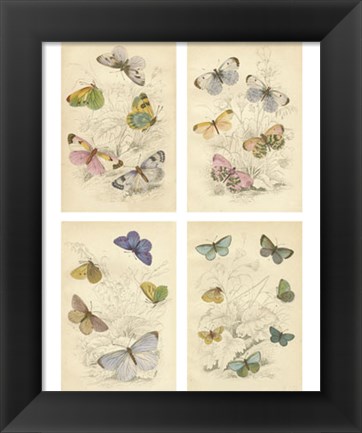 Framed Jardini Butterflies Print