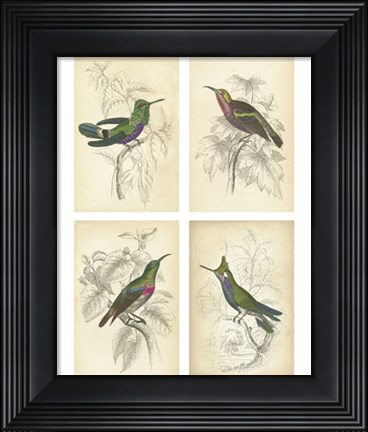 Framed Jardini Hummingbirds Print