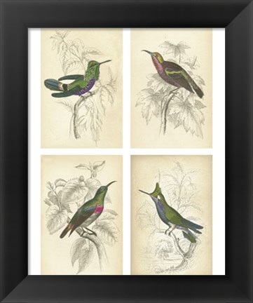 Framed Jardini Hummingbirds Print