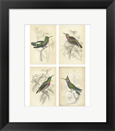 Framed Jardini Hummingbirds Print