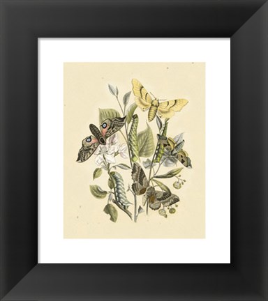 Framed Natures Delicate Gathering II Print