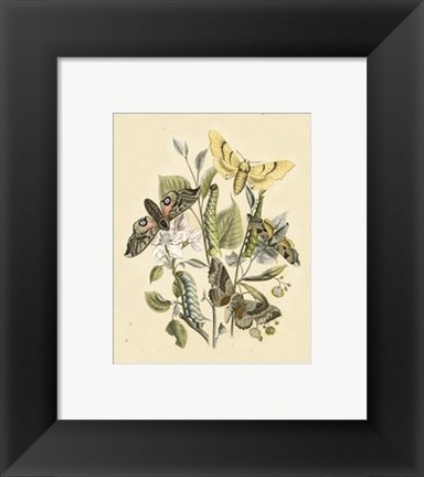 Framed Natures Delicate Gathering II Print