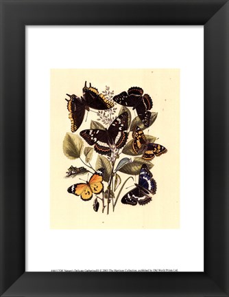 Framed Natures Delicate Gathering III Print