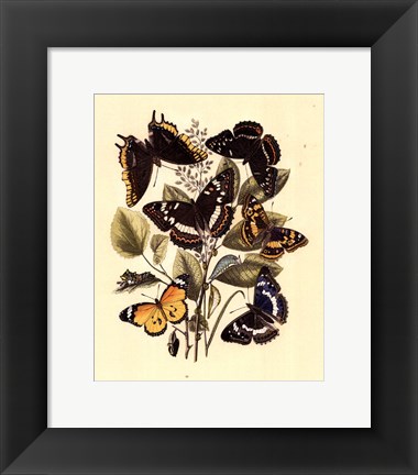 Framed Natures Delicate Gathering III Print