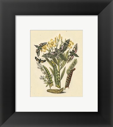 Framed Natures Delicate Gathering VI Print
